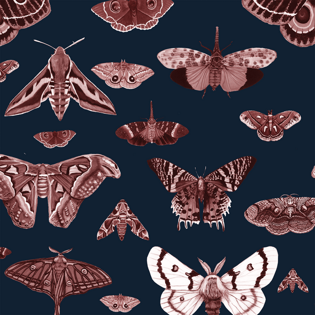 MUSE Wall Studio Moth Museum in Navy