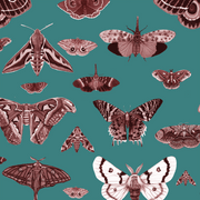 MUSE Wall Studio Moth Museum in Teal
